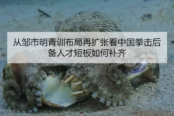 从邹市明青训布局再扩张看中国拳击后备人才短板如何补齐